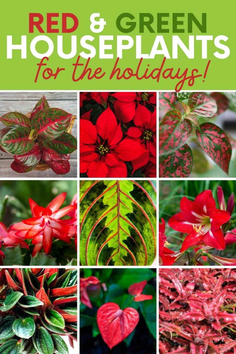 A collage of festive houseplants. A text overlay reads "Red & Green Houseplants for the Holidays."
