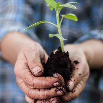 Two hands hold a small seedling