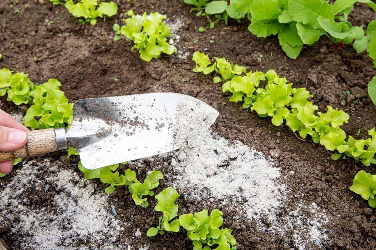 How to Add Phosphorus to Soil Organically - Growfully