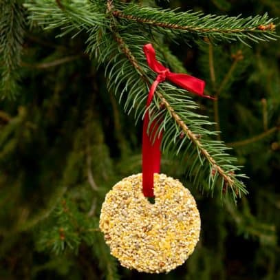 A bird seed ornament strung with red ribbon hangs from a tree branch