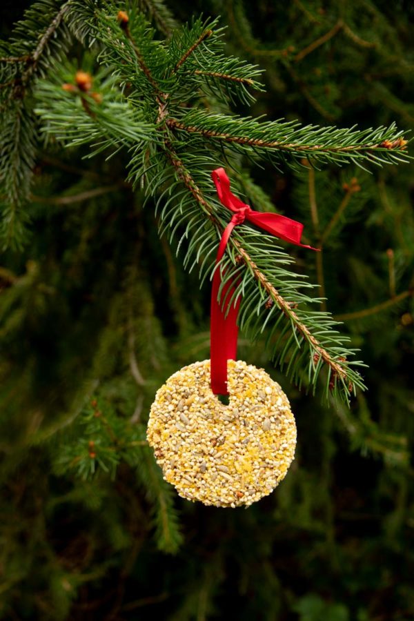 A bird seed ornament strung with red ribbon hangs from a tree branch