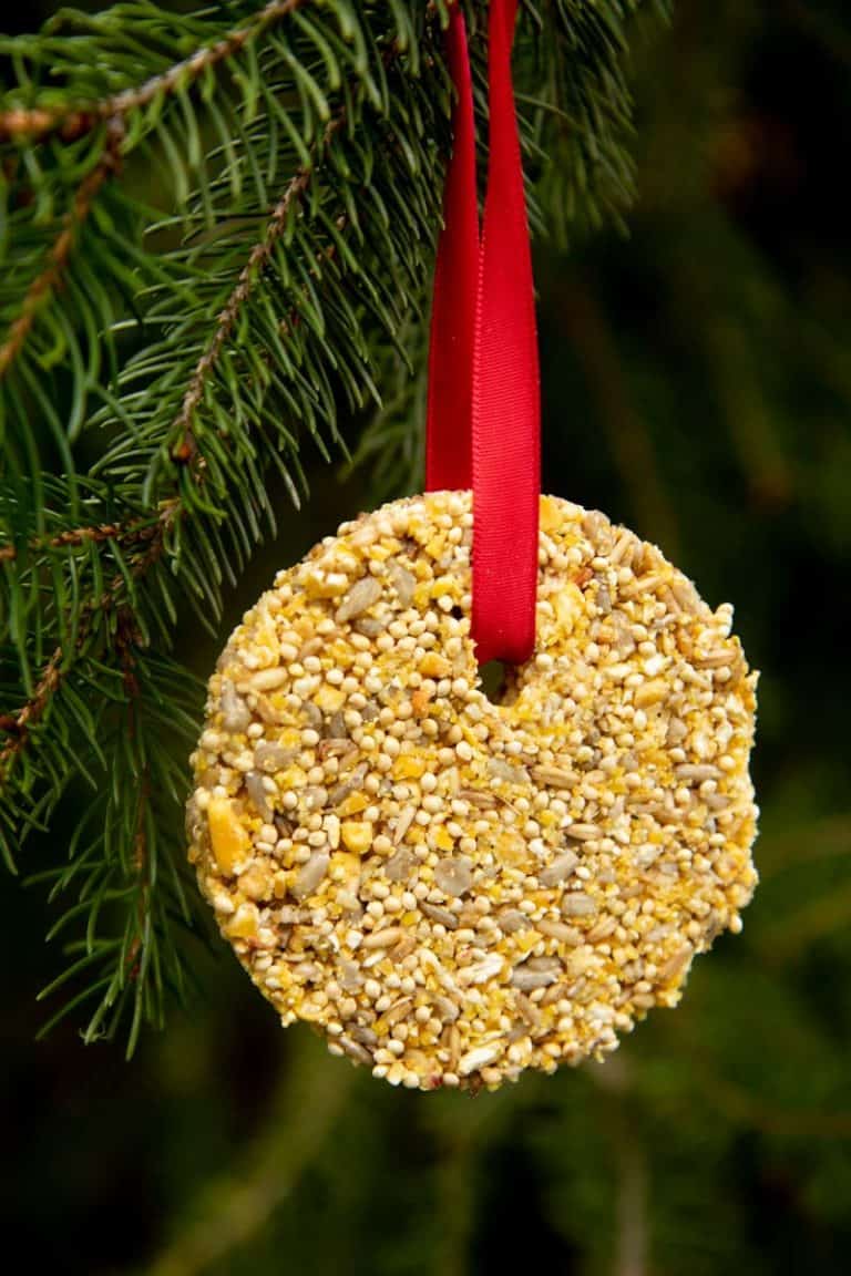 How to Make Bird Seed Ornaments Easy and Affordable Growfully