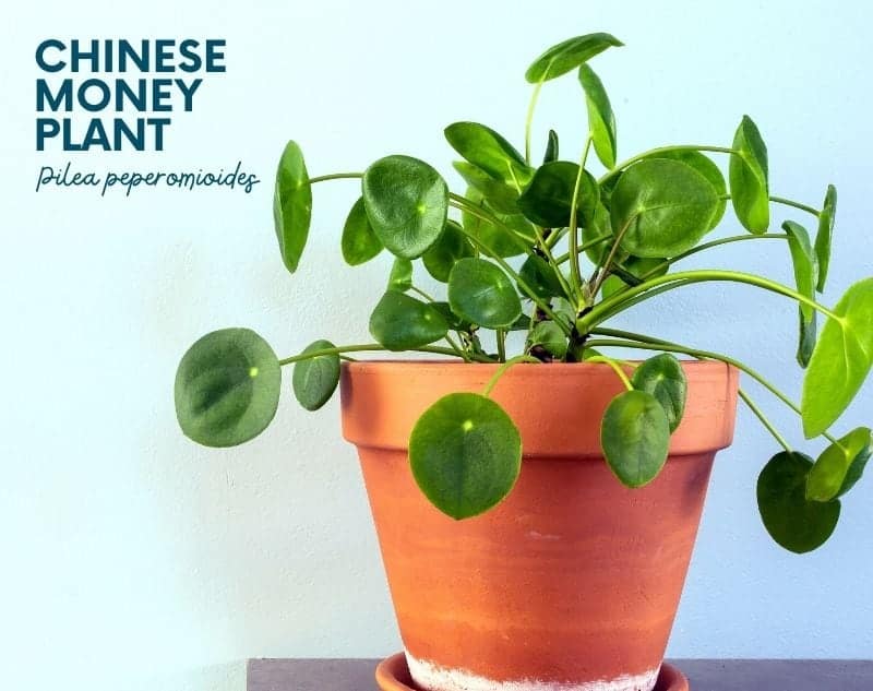 12 Popular House Plants For Your Home - Growfully