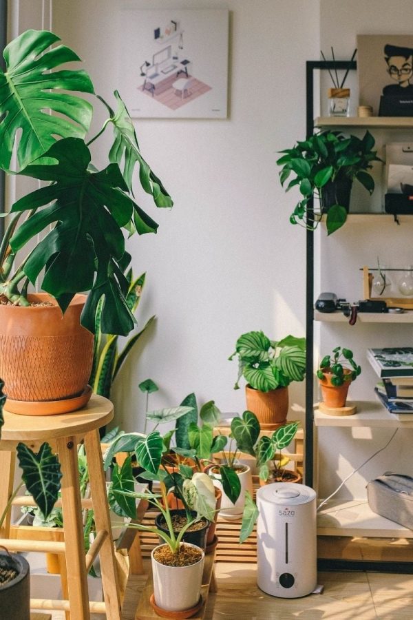 Houseplants are clustered in a sunny corneer