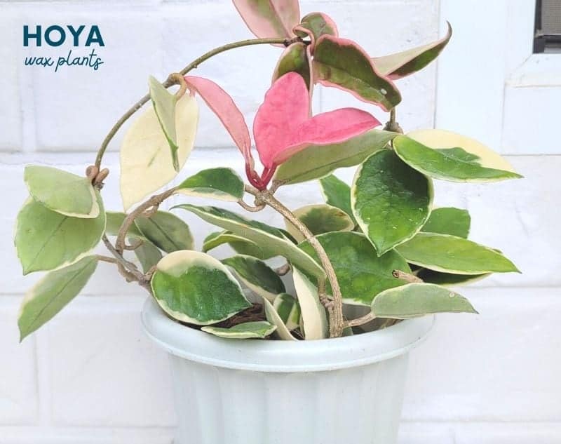 12 Popular House Plants For Your Home - Growfully