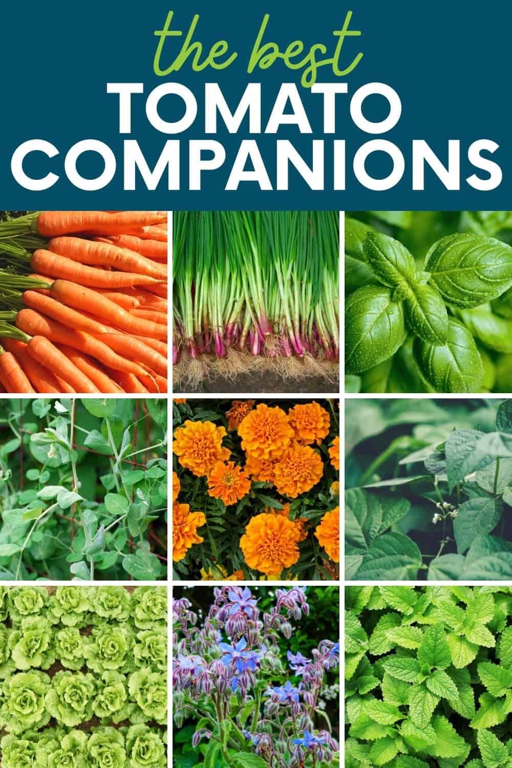 17 Evidence-Based Companion Plants for Tomatoes - Growfully