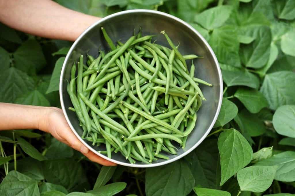How to Grow Green Beans Growing Guide Growfully