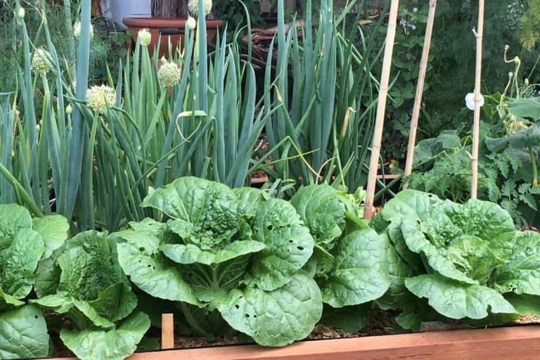 Best (and Worst) Onion Companion Plants Backed by Science Growfully