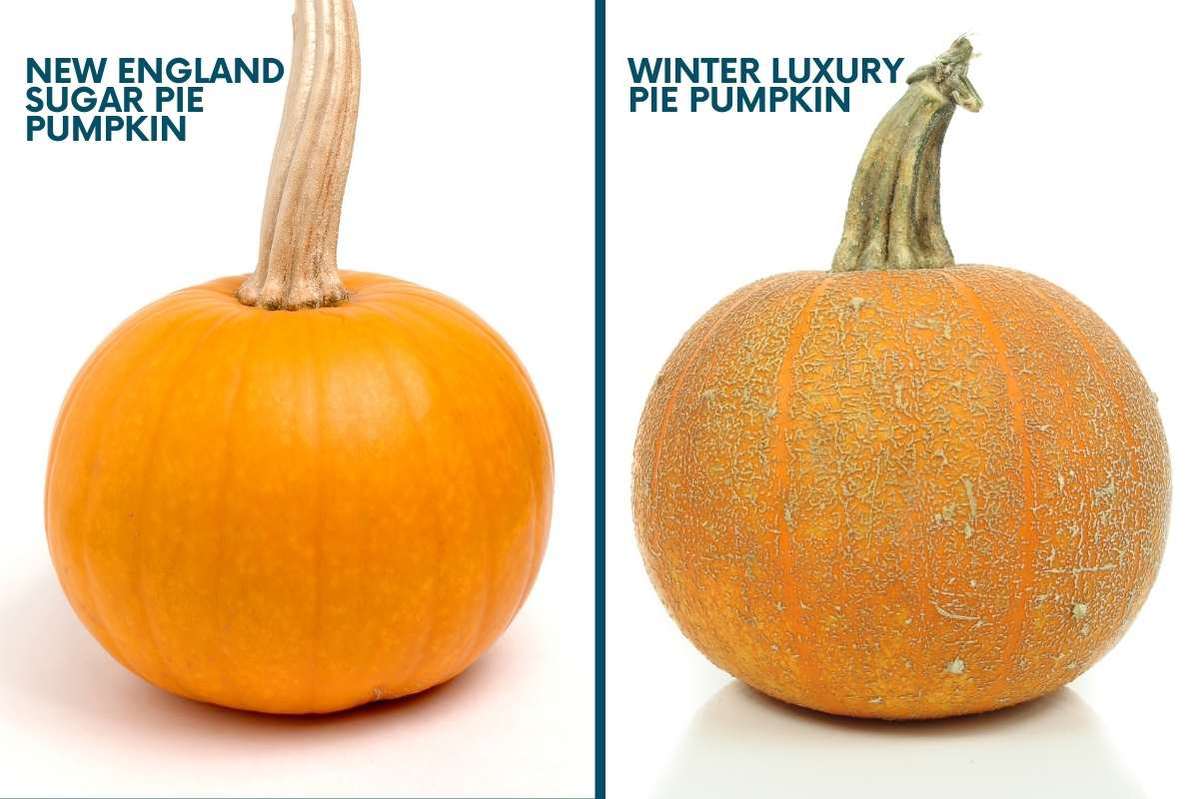 pie pumpkins varieties