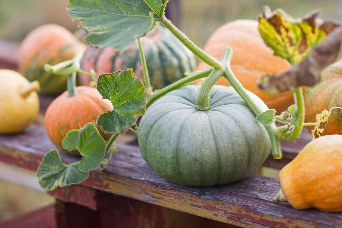 green pumpkin plant