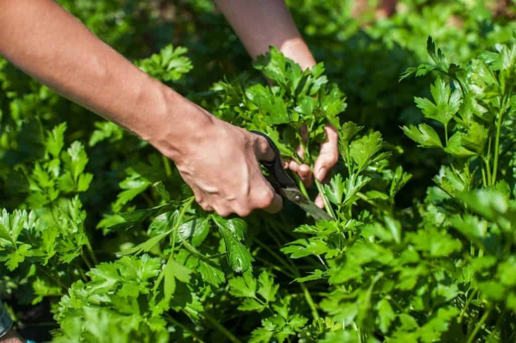 How to Harvest Parsley So It Keeps Growing Growfully