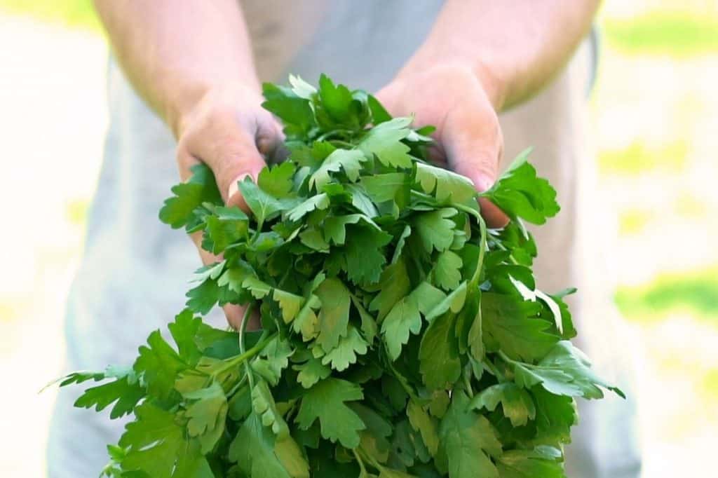 How to Harvest Parsley So It Keeps Growing Growfully