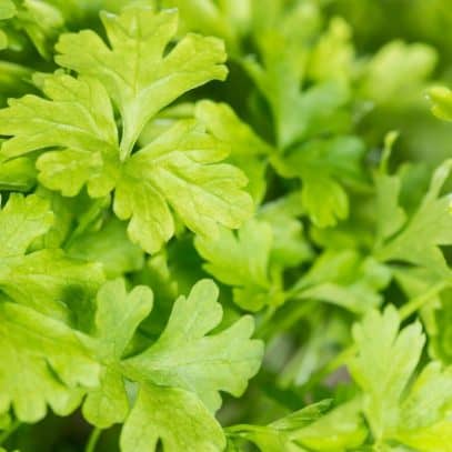 Parsley growing in the garden