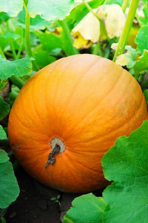 A large round pumpkin grows on a plant