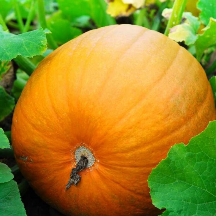 A large round pumpkin grows on a plant