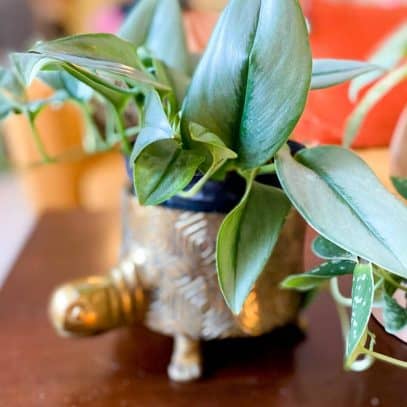 A Scindapsus (satin pothos) Trebuii moonlight in a gold turtle planter
