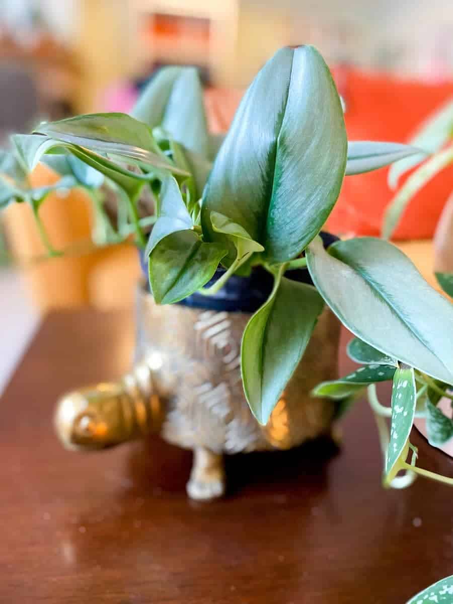 How to Plant, Grow, and Care For Silver Pothos (Satin Pothos)