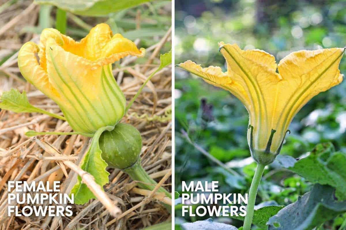 Why Do My Pumpkin Flowers Keep Falling Off Best Flower Site