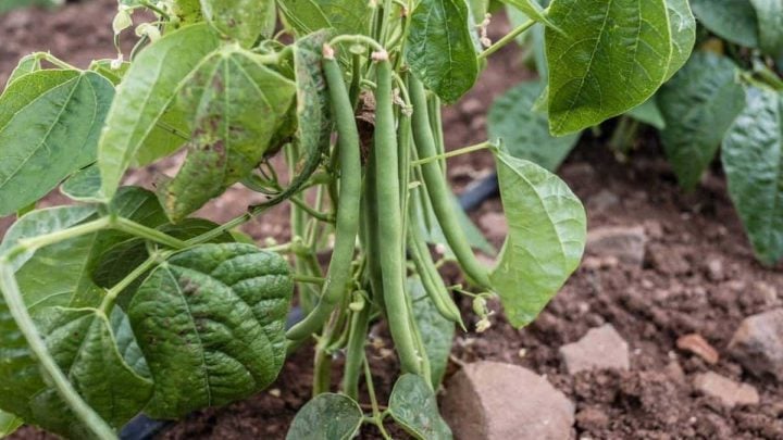 How to Grow Green Beans: Growing Guide - Growfully