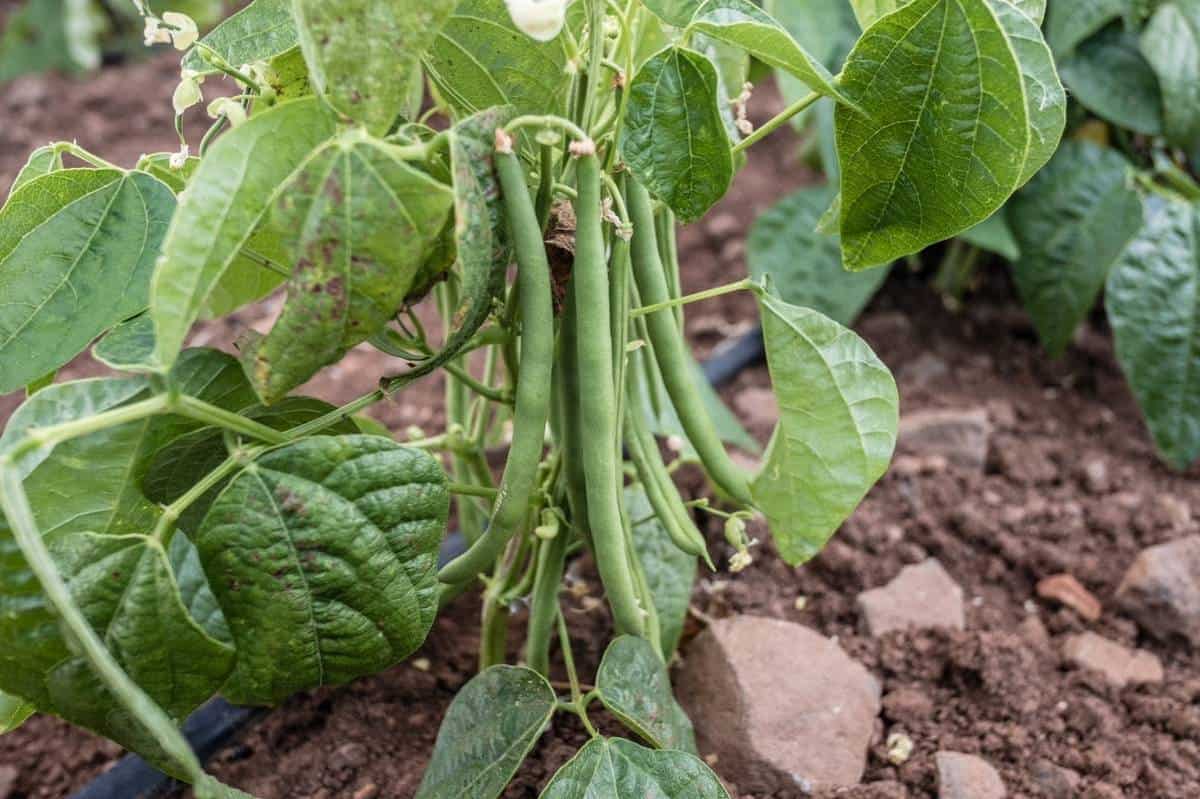 Growing on sale green beans