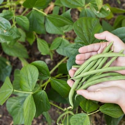 Hands hold some freshly harvest green beans