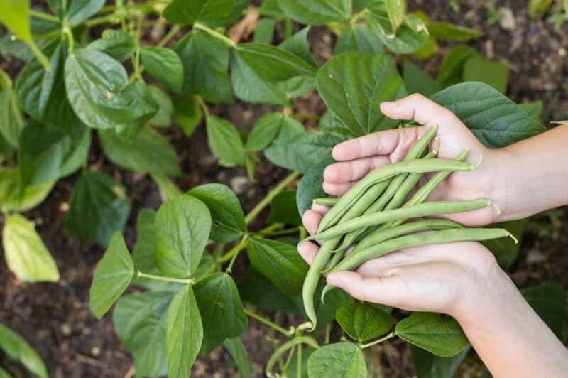 Hands hold some freshly harvest green beans