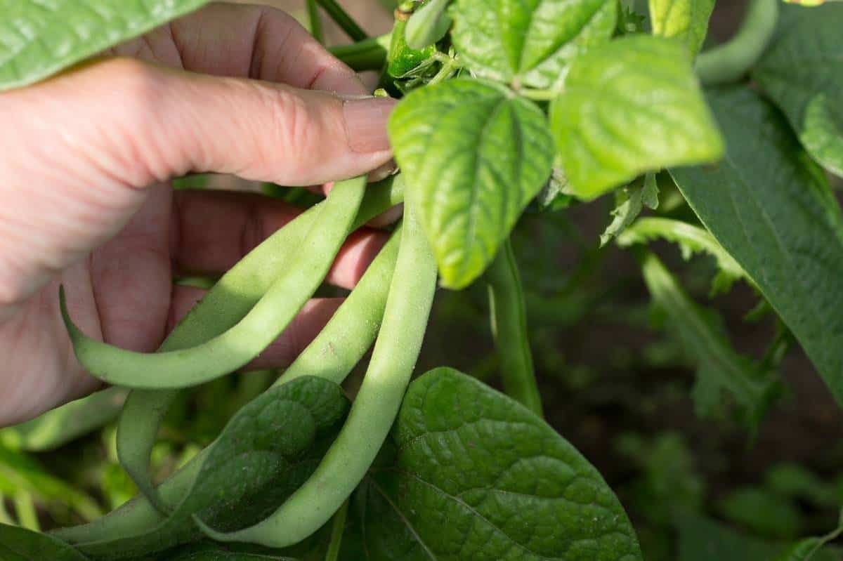 How to Grow Green Beans Growing Guide Growfully
