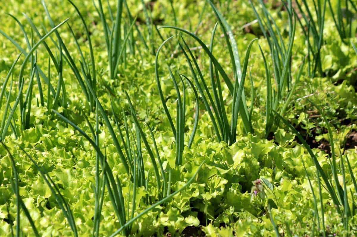 Onions and lettuce grow together in a garden bed