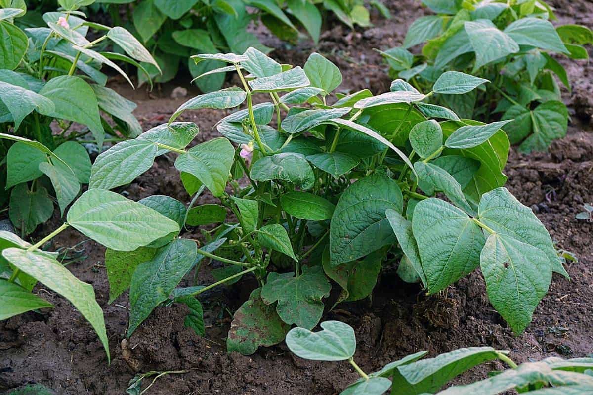 Green on sale bean plant