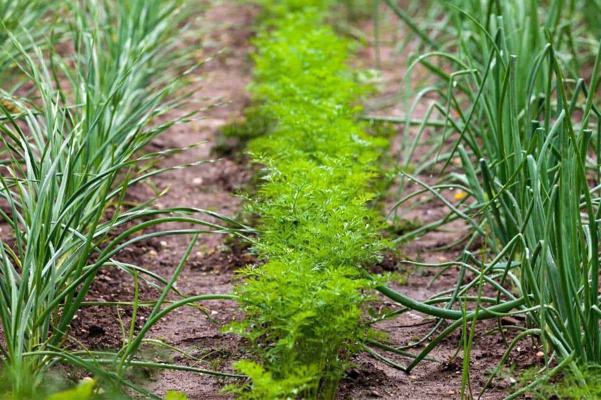 Onions and carrots are good companion plants and are planted in alternating rows