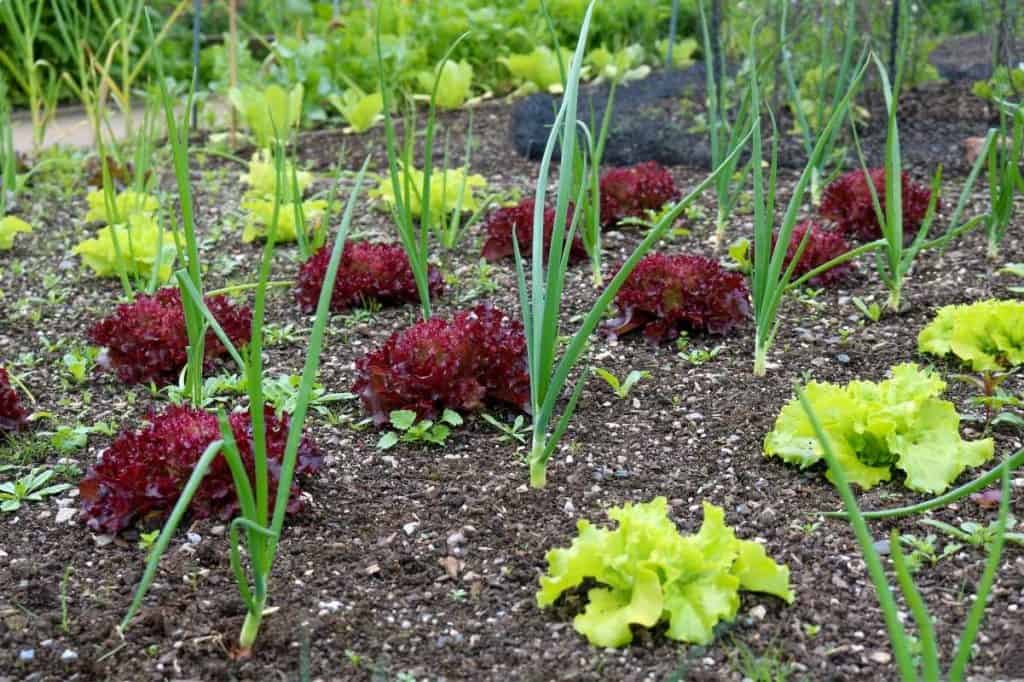 Best (and Worst) Onion Companion Plants Backed by Science Growfully