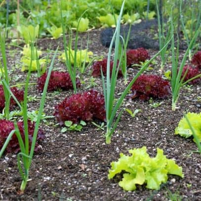 Lettuce grows between onions as companion plants