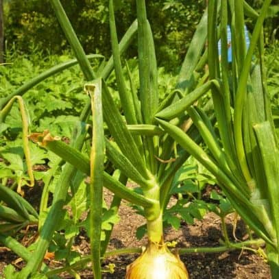 A small watermelon grows next to an onion