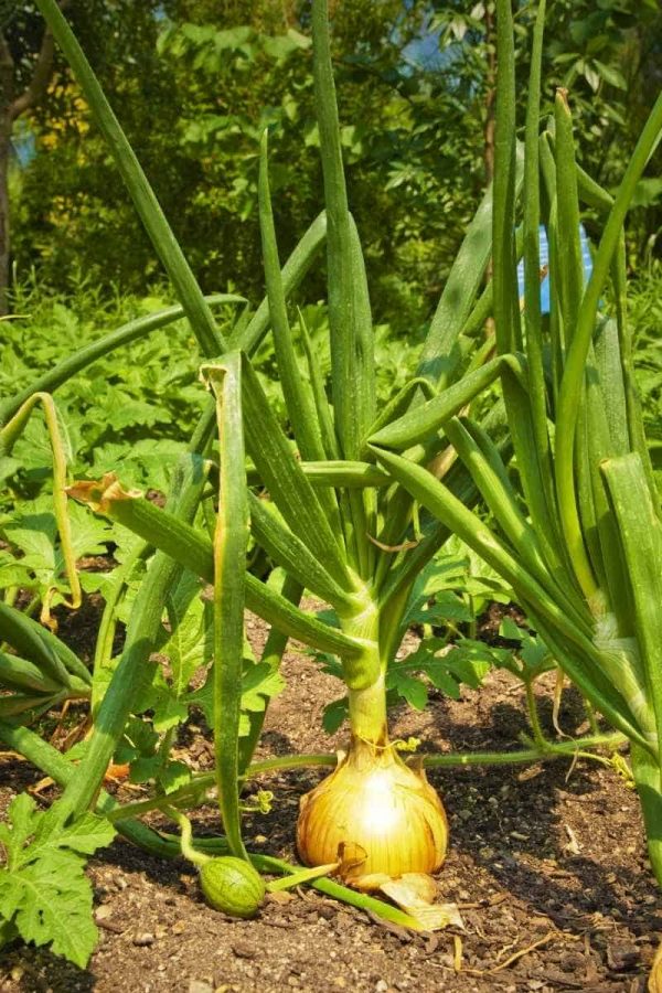 A small watermelon grows next to an onion