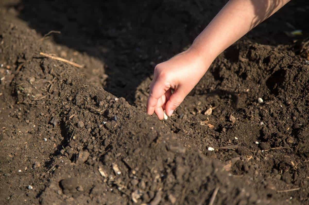 How to Grow Green Beans Growing Guide Growfully