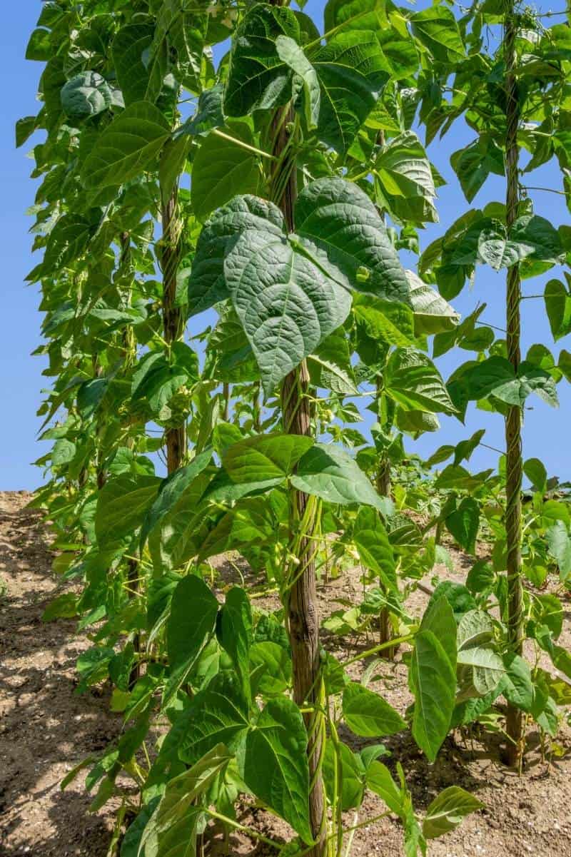 How to Grow Green Beans Growing Guide Growfully