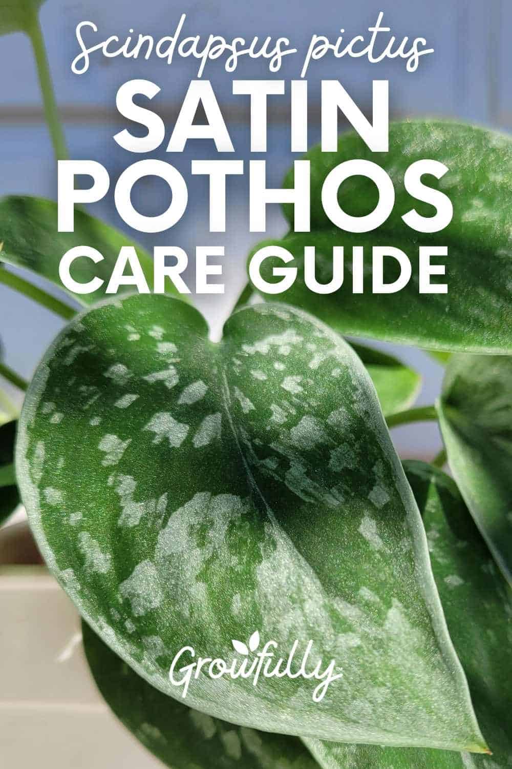 Satin Pothos Tips (Scindapsus Care) - Growfully