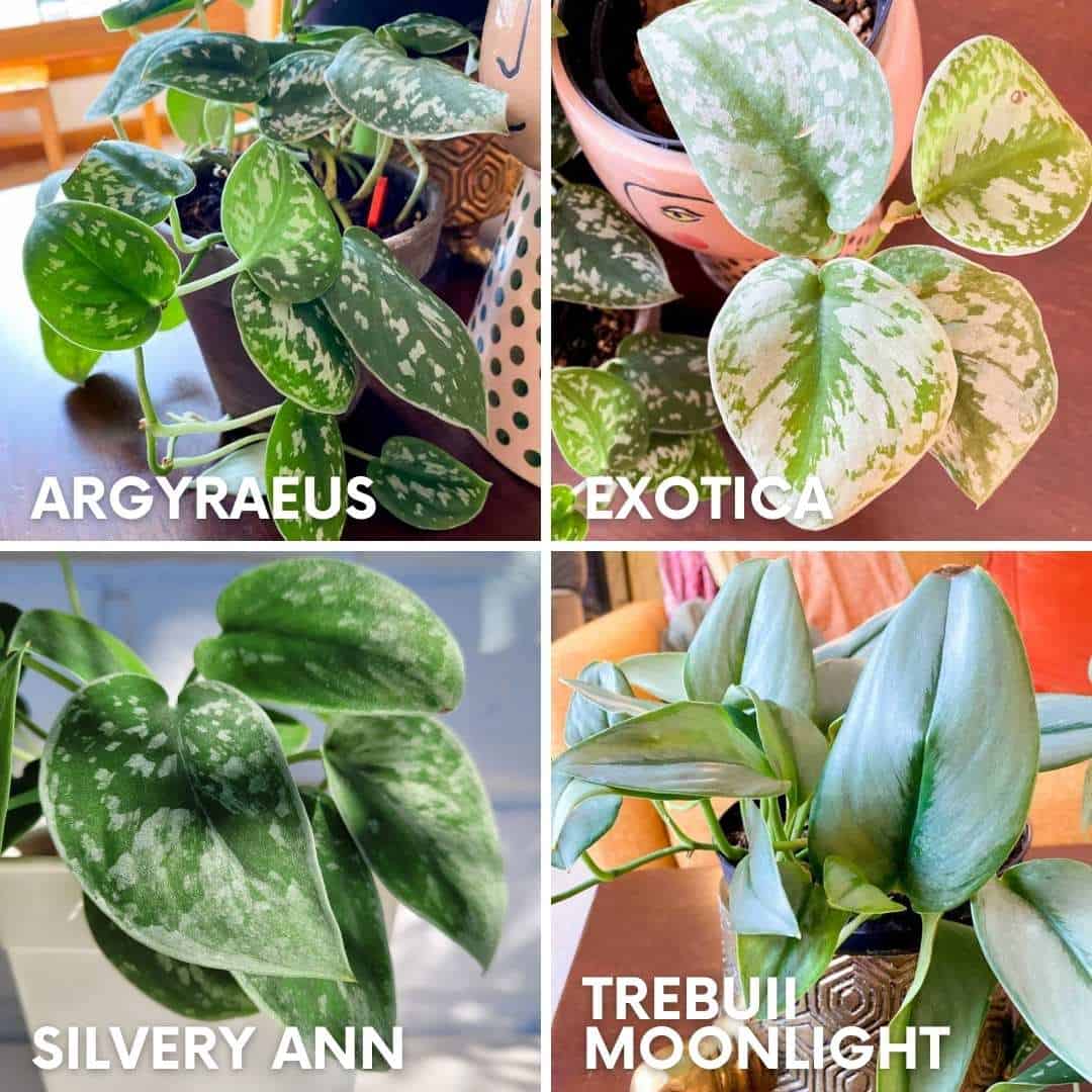 Silver Satin Pothos: An 'About Me' Guide With Care & Details