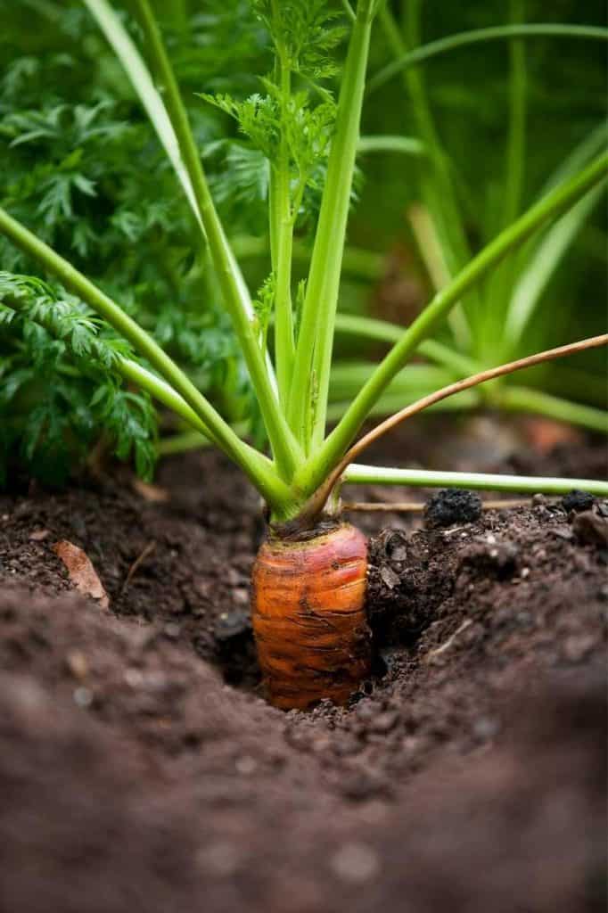 When to Harvest Carrots Growfully