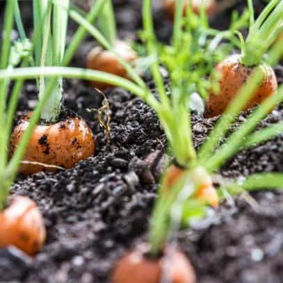 The tops of carrots poke out of the soil where they grow