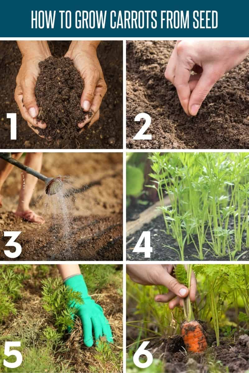 How to Plant and Grow Carrots Growfully