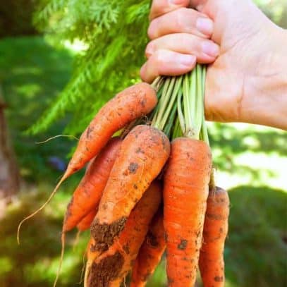 A hand holds up a bunch of carrots, some with dirt still clinging to them