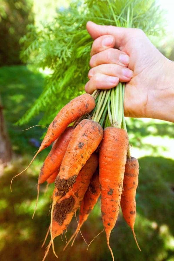 A hand holds up a bunch of carrots, some with dirt still clinging to them