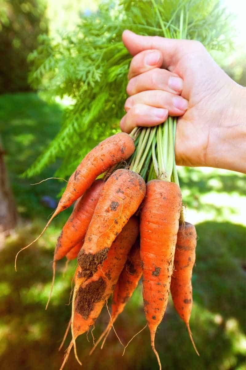 carrot plant images