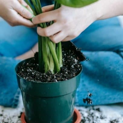 Hands steady a monstera plant in a container with fresh soil