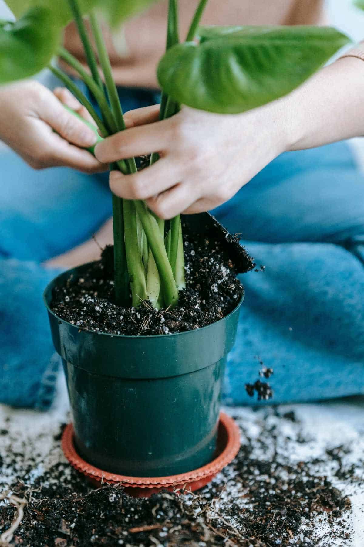 The best potting soil for indoor plants