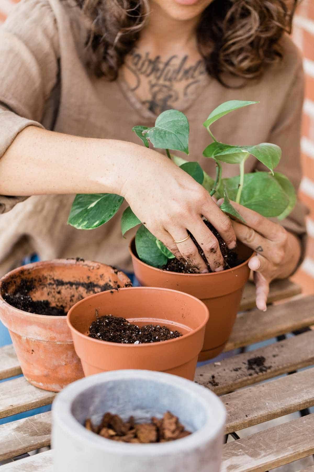 Hands position a plant in its new pot