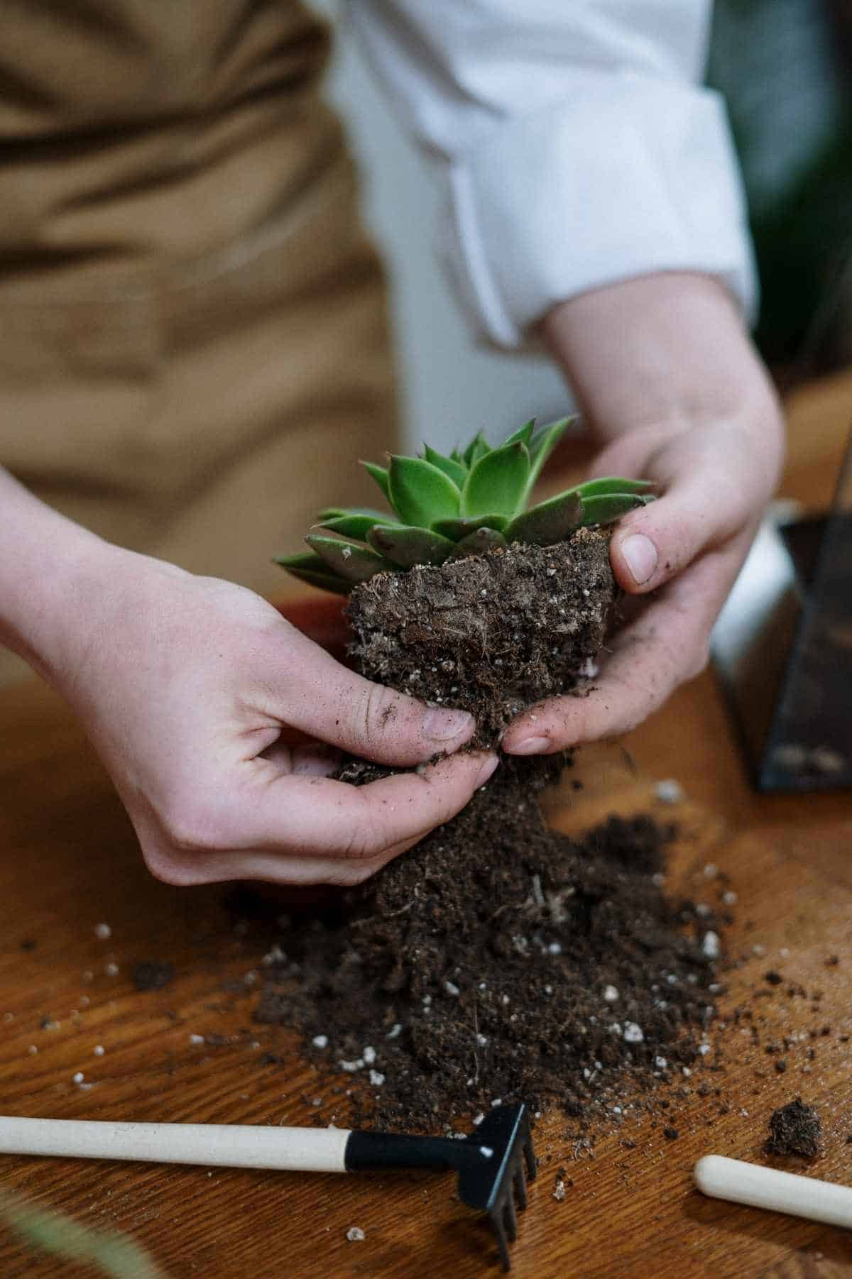 Hands brush old soil away from the roots of a succulent