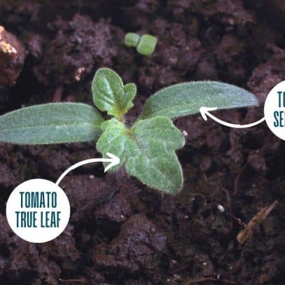 A tomato seedling with a seed leaf and true leaf identified