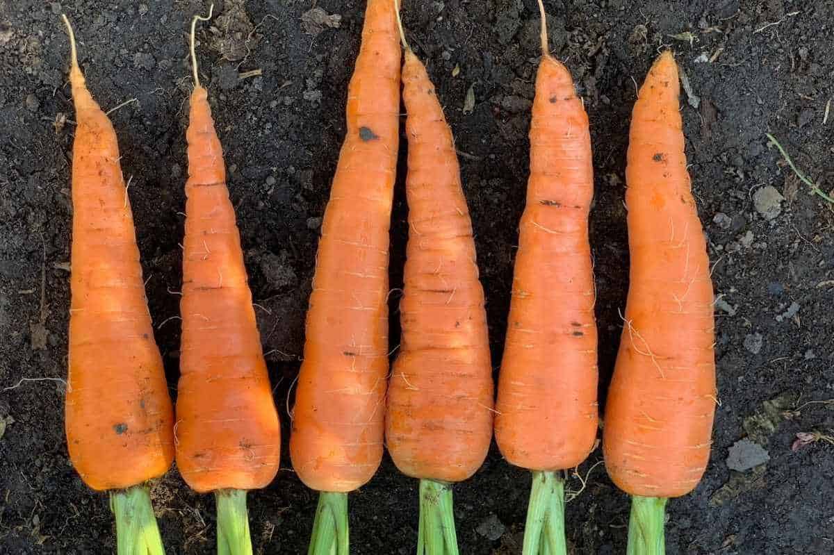 Six carrots are lined up on top of the soil
